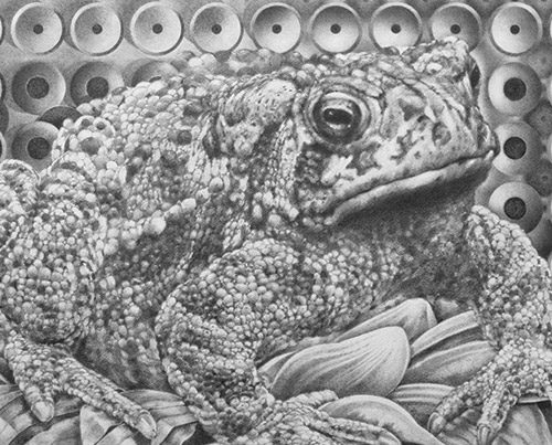 Bufo Coalescing - Richard Jacobi Drawings